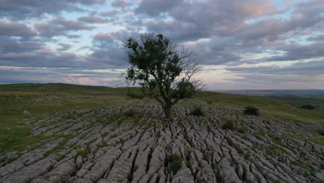 el árbol solitario en malham video estacionario desde un punto de vista alto con un dron