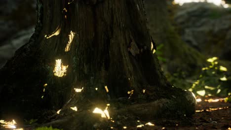 sunlight rays pour through leaves in a rainforest