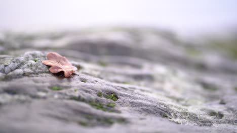 Poca-Profundidad-De-Campo-De-Una-Hoja-De-Otoño-Sobre-Unas-Rocas-Con-Algas-Sobre-Ellas