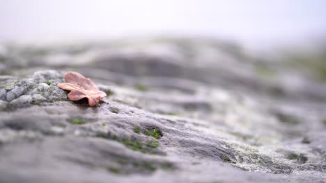poca profundidad de campo de una hoja de otoño sobre unas rocas con algas sobre ellas