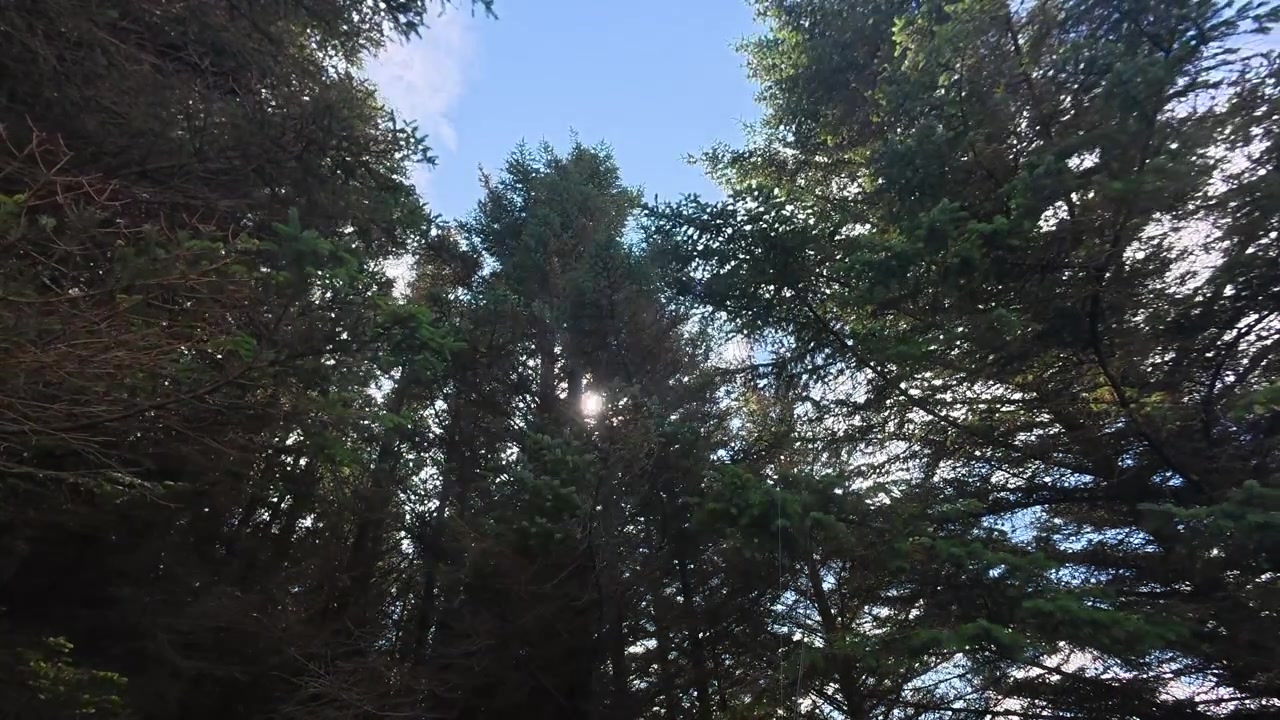 Sunlight pierces through swaying spruce trees in a gentle forest breeze.