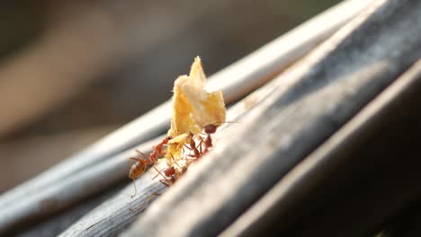 Two-ants-working-together-to-bring-food