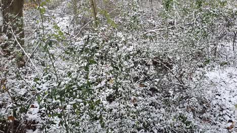 pan up handheld camera on vegetation berlin in wintertime in the hasenheide park covered with snow hd 30 fps 10 secs