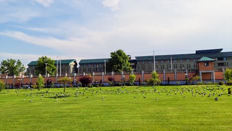 Flock-birds-of-pigeons-soaring-high-in-cloudy-sky-making-morning-fresh-and-bright