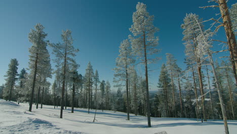 Cinematic-tracking-shot-left-to-right-of-ice-cold-pine-trees