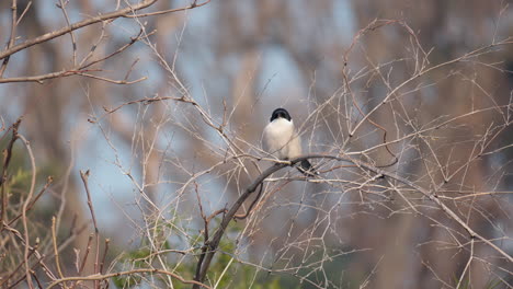 azure-winged magpie bird resting on leafless plant