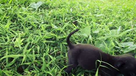 a cute black puppy walking among the green grass on a summer day