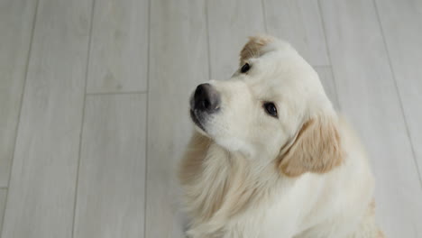 golden retriever sitting on wood floor