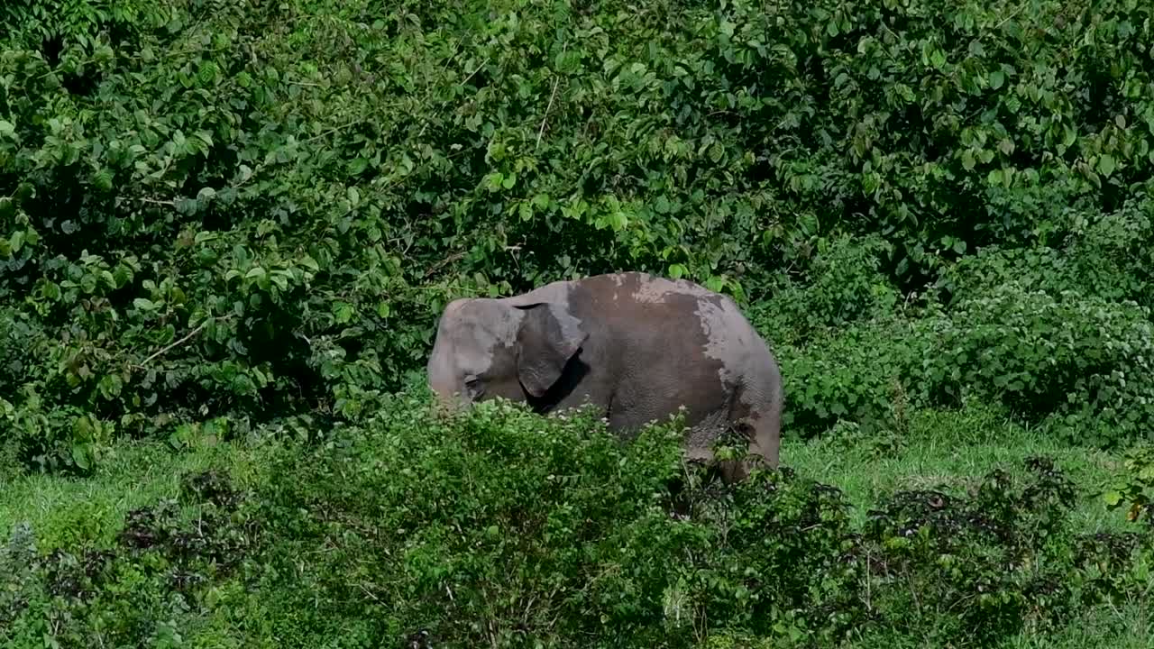 아시아 코끼리는 멸종 위기 종이며 태국 거주자이기도합니다.