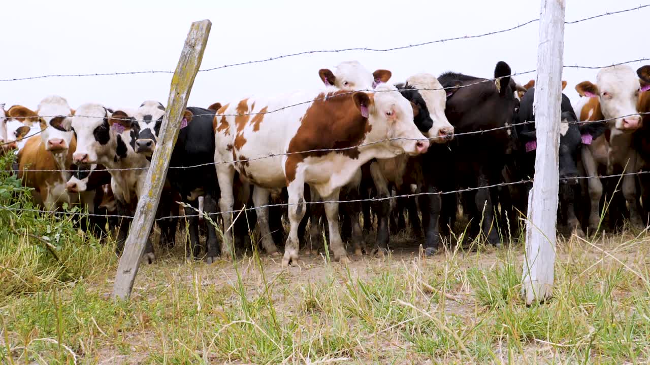 표시된 소들의 짓기