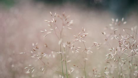 close up shot of wild white buds with blurred background on a windy day