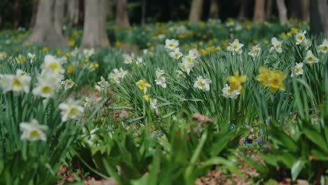 Toma-Panorámica-De-Narcisos-Blancos-Ondeando-Con-La-Brisa-En-Primavera