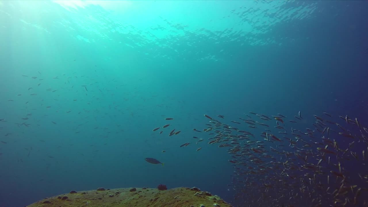 banco de peces moviéndose juntos sobre un arrecife tropical