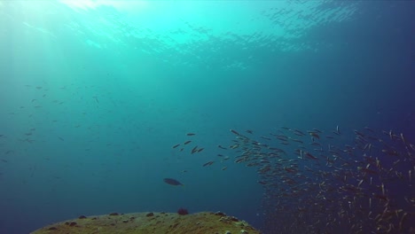 Banco-De-Peces-Moviéndose-Juntos-Sobre-Un-Arrecife-Tropical