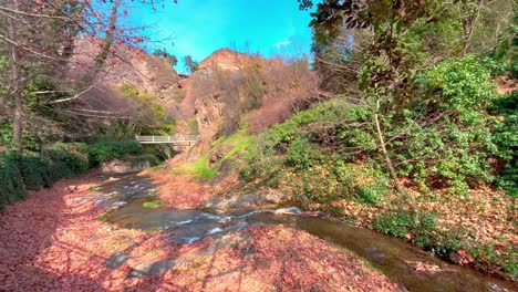 a forest stream inside a mountain forest