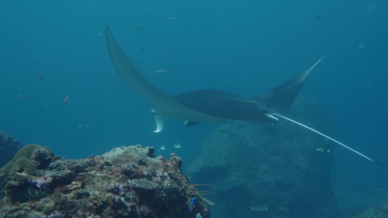 mantarraya oceánica gigante nadando entre arrecifes de coral rodeados de pequeños peces tropicales cerca de la isla de comodo