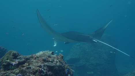 giant oceanic manta ray swimming by coral reefs surrounded by small tropical fishes near comodo island