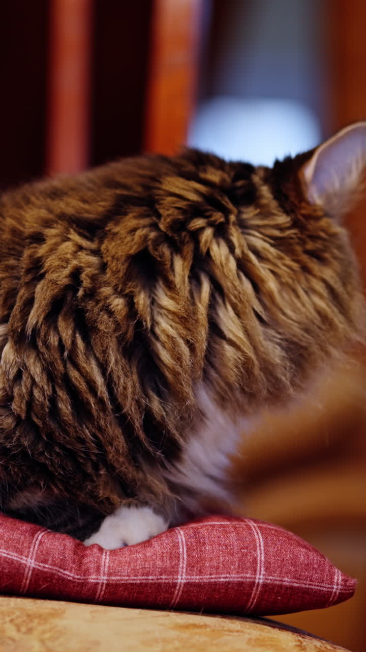 Vertical extreme close-up of a tabby showing a subtle anxious expression. Bright, reflective eyes, detailed fur, warm indoor tones, and an emotional, tense moment