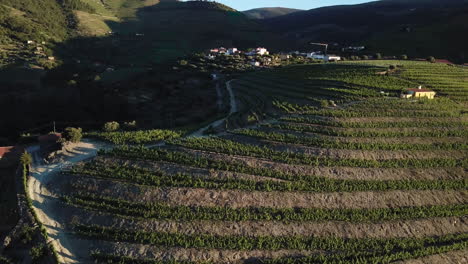 volando a lo largo de las terrazas de las laderas de las vides a la luz de la mañana en la región vitivinícola del valle del duero de portugal
