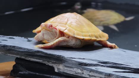 baby red-eared slider turtle