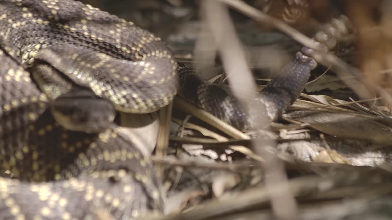 Angry rattlesnake shaking tail, ready to strike