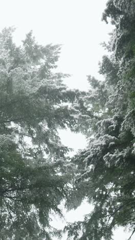 snowy forest branches