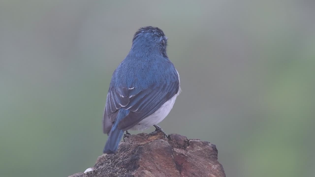 태국으로 겨울을 이주하는 흰눈썹참새라고도 알려진 울트라마린 딱새는 사람들에게 매우 친근합니다.
