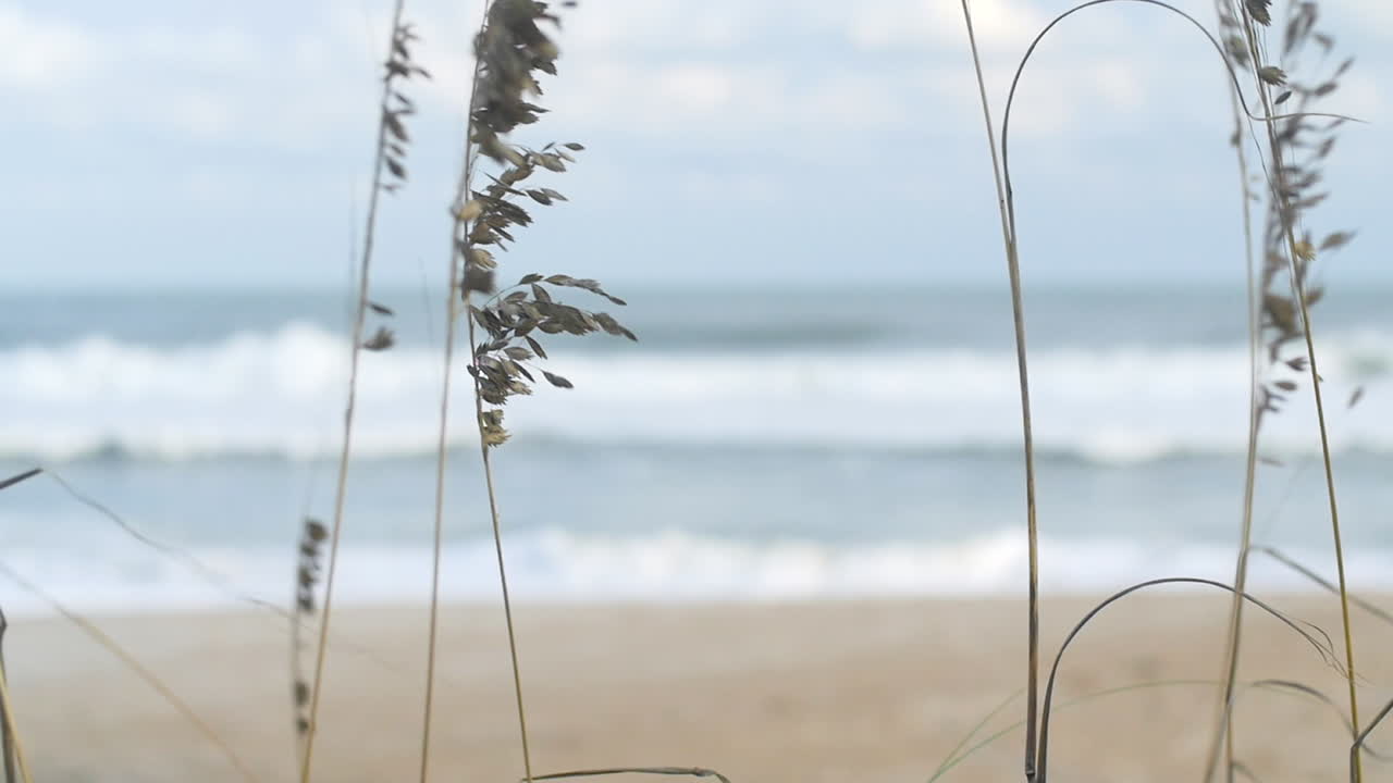 Tall grass swaying as ocean waves crash in background