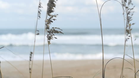 tall grass swaying as ocean waves crash in background