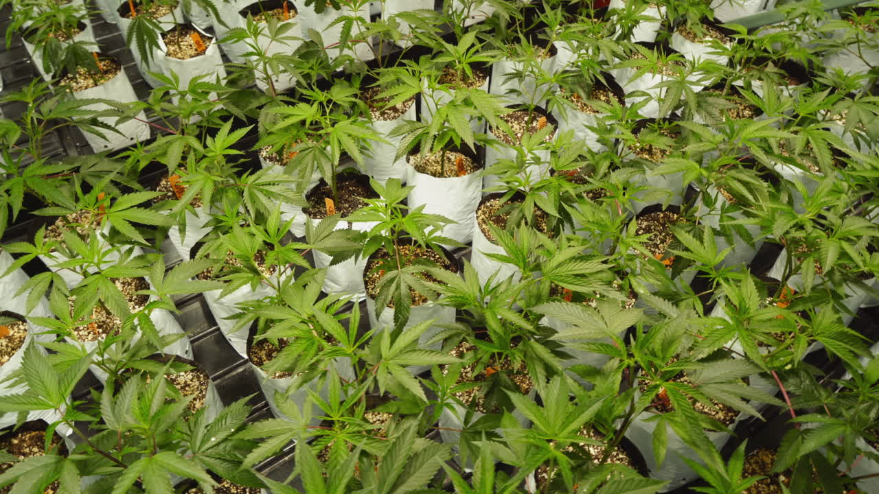 캘리포니아의 실내 농장에서 자라는 마리화나 대마초 식물의 영화 촬영