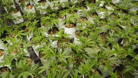 toma cinematográfica de plantas de marihuana que crecen en una granja interior en california