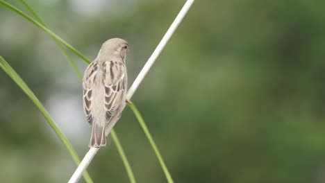 Close-up-of-house-sparrow--sitting-on-thin-branch