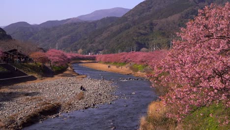 amplia vista sobre el lecho del río con muchos cerezos en flor sakura creciendo