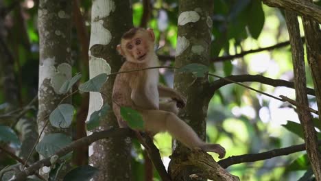 macaco dalla coda di maiale del nord seduto su un albero e grattandosi le palle pruriginose - macaca leonina al parco nazionale di khao yai in thailandia - campo intero