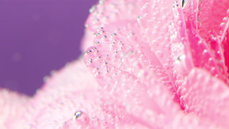 pink flower petals with bubbles