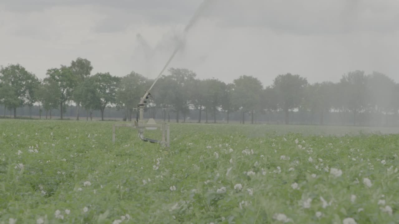 감자밭의 대형 스프링클러