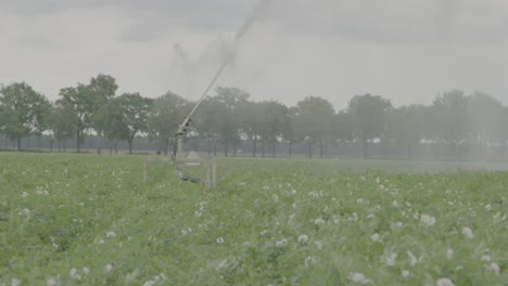 aspersor de agua grande en campo de patatas
