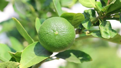 el lapso de tiempo de una lima que crece en un árbol