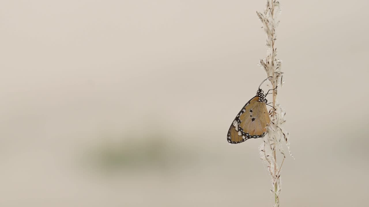 Sfondo naturalistico minimalista con una farfalla sull'erba della pampa e altre erbe sulla riva di un fiume nel Parco Nazionale di Chitwan in Nepal