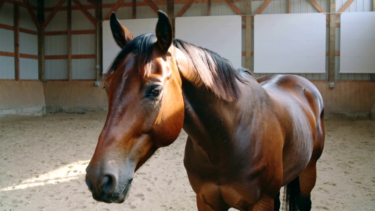 Luce solare che si sposta, cavallo baio adulto che sposta il peso, muovendo la testa in un maneggio, su fondo sabbioso.