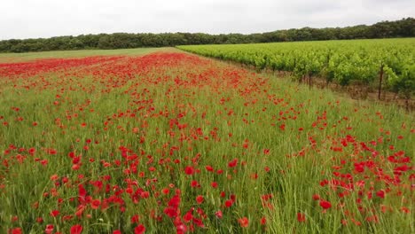 Drone-shot-low-to-medium-flight-over-a-field-of-poppy,-along-vineyards.