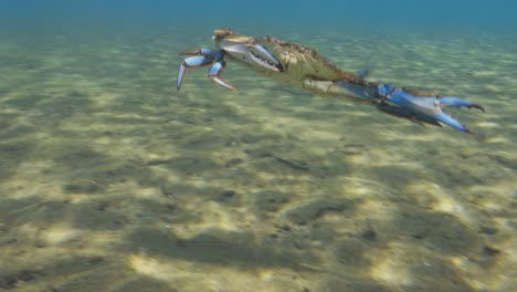 el cangrejo azul de chesapeake nadando bajo el agua en aguas naturales de manantial.