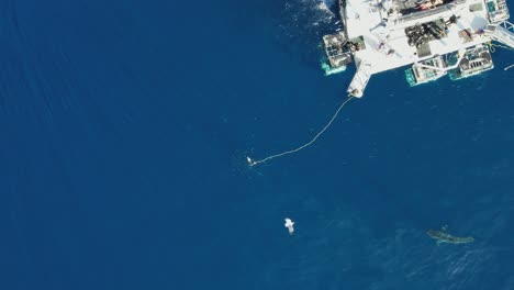 aerial, drone shot of great white shark, carcharodon carcharias, trying to catch a piece of bait at guadalupe island, mexico