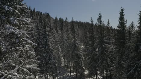 pine forest near kope winter sports resort in the pohorje mountains slovenia, aerial flyover shot