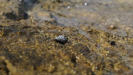 small hermit crab inside shell moving on rocky seashore with waves crashing