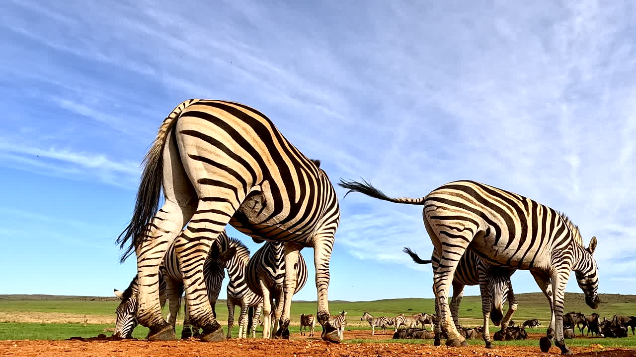 Primo piano dal basso di una zebra che crea un'inquadratura naturale con altre dietro