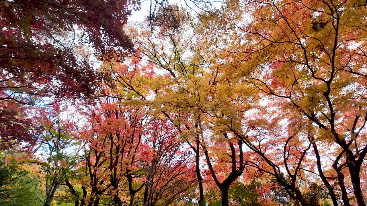 Bright fall foliage in a tranquil forest creating a serene and vibrant view. Pan left