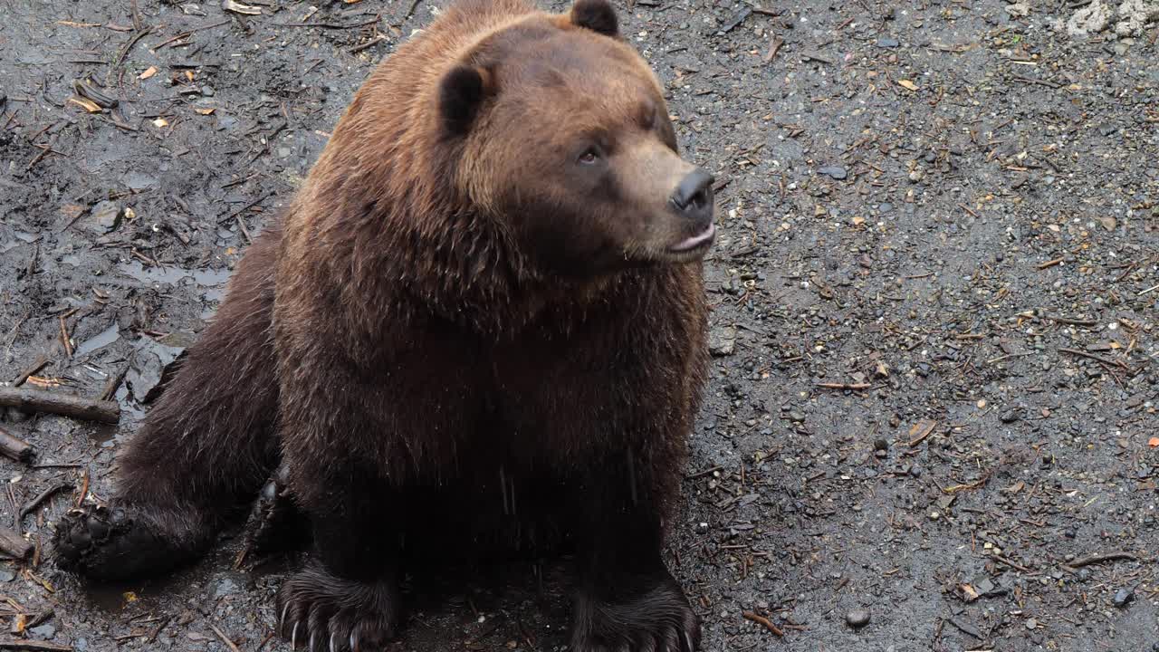 Primo piano di un orso bruno seduto, Alaska