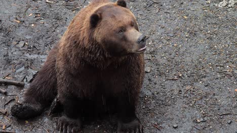 closeup of a brown bear sitting, alaska