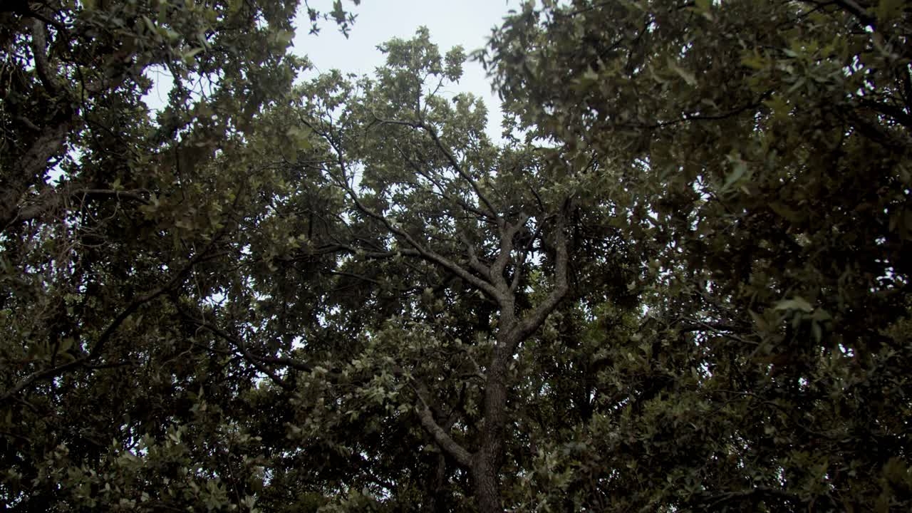 Olive trees shaking in the wind, slow motion